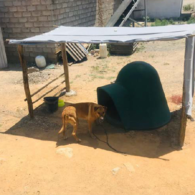 The Dogs Trust - Diepsloot Township Aid6