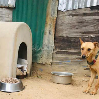 The Dogs Trust - Diepsloot Township Aid3
